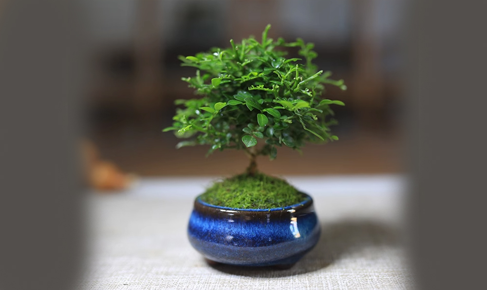 最便宜的陶瓷花盆，小型盆景绿植陶瓷花盆价格