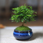 最便宜的陶瓷花盆，小型盆景绿植陶瓷花盆价格