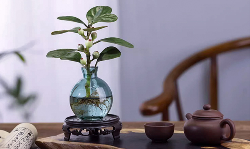 茶台摆件绿植推荐平价 7种最文雅的茶室绿植