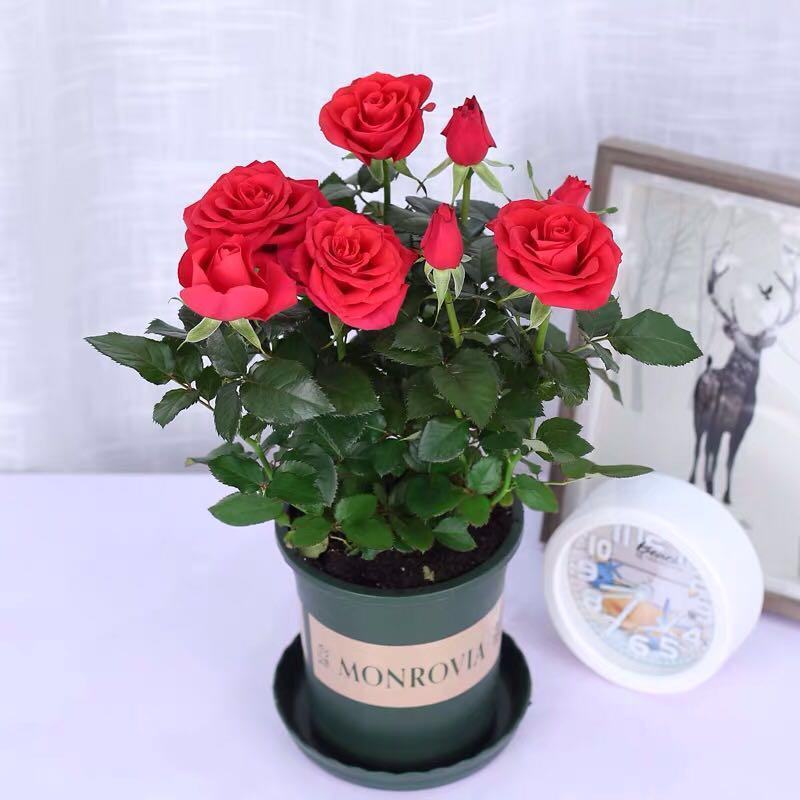 四季红玫瑰花苗盆栽阳台植物欧洲月季苗月月开花带花苞鲜花真花
